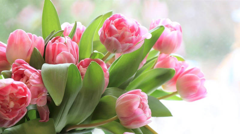 Blumenstrauß aus rosa Tulpen - In der Ukraine sollte man auf die Anzahl der Blumen achten